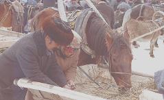 On the Livestock market